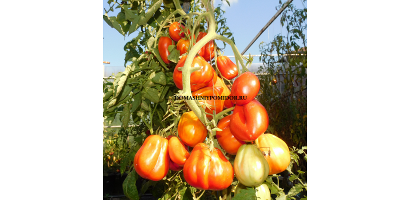 Мама Мия (Mama Mia, Италия)