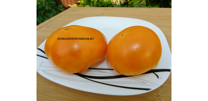 Гном Оранжевый Крем ( Dwarf Orange Cream, США, Австралия)