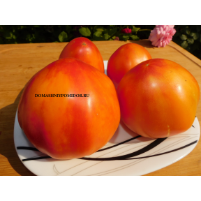Оранжевый Сладкий Персик ( Orang Sweet Peach из Риги)