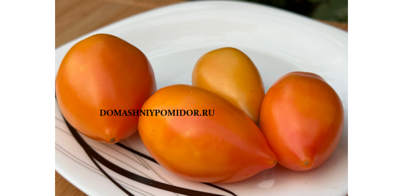 Гном Солнечный Персик ( Dwarf Sunkissed Peach)