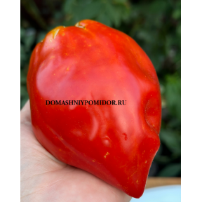 Итальянская Семейная Реликвия (Italian Heirloom, Италия)      