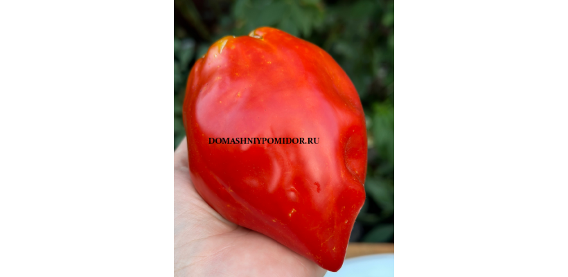 Итальянская Семейная Реликвия (Italian Heirloom, Италия)      