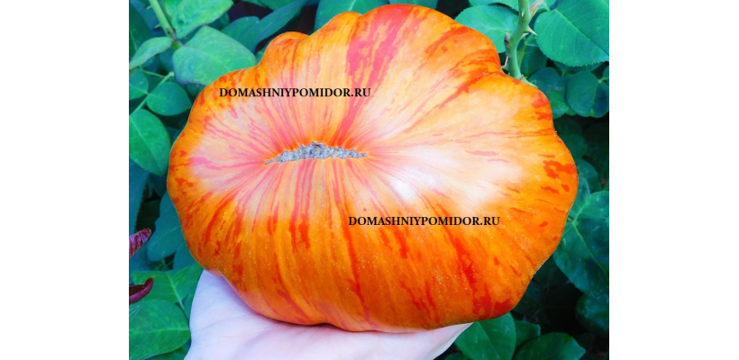 Нурме ( Nurme, Латвия)