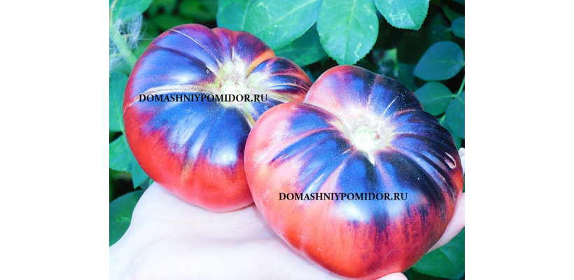 Чёрная Голова
