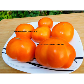 Гном ХГО ( HGO, США)