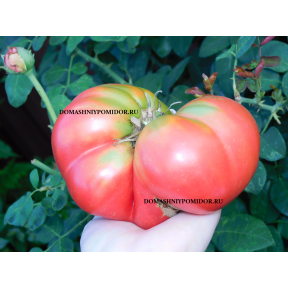 Гордость Чака ( Chuck's Pride, США)