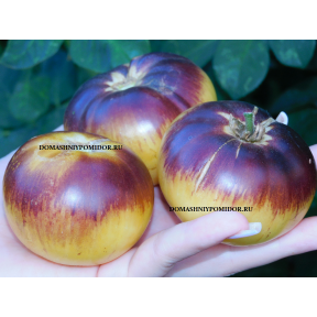 GWB JCV Юлий