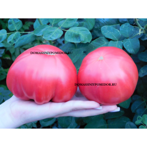 Итальянский Семейный Гаччетта (  Gaccetta Italian Family, Италия)