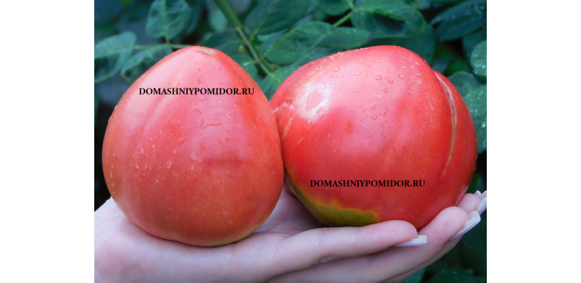 Китовые Помидоры ( Rosii de Baleni, Румыния)