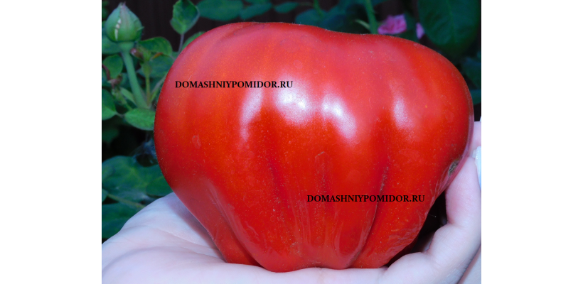 Кузен Франка ( Cousin Frank’s, США)