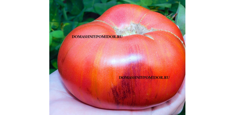Малиновый Кафтан              