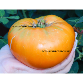 Оранжевая Красавица Милтон ( Milton Orange Beauty, США)