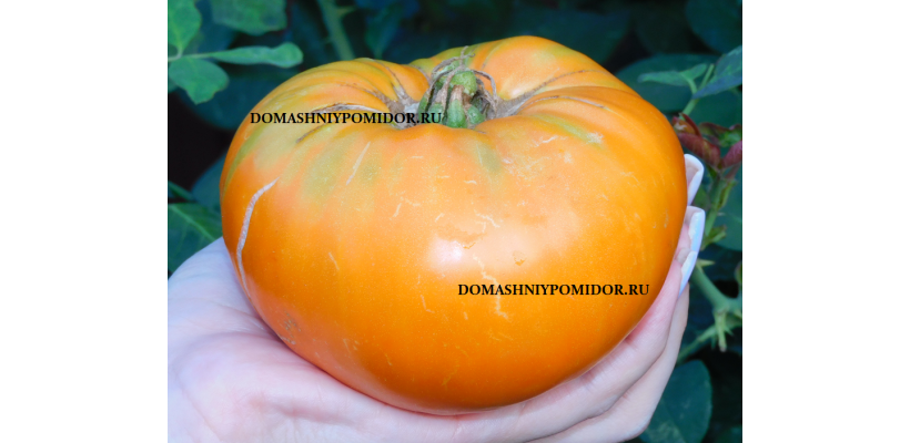 Оранжевая Красавица Милтон ( Milton Orange Beauty, США)