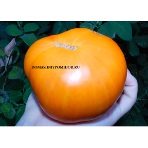 Миона Оранжевая