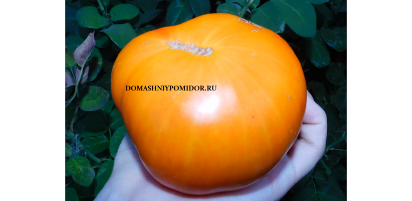 Миона Оранжевая