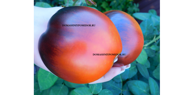Огненная Катя