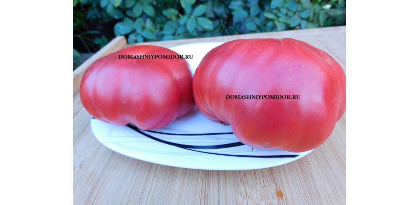 Розы Антуозы ( Rozele Antuzei) 