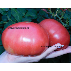 Розовое чудо Беки ( Bekah's Pink Wonder, США)