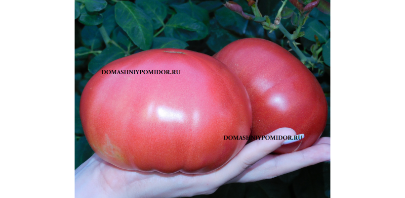 Розовое чудо Беки ( Bekah's Pink Wonder, США)