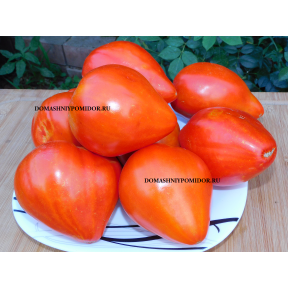 Сердце Медведя ( Corazon de Oso, Испания)