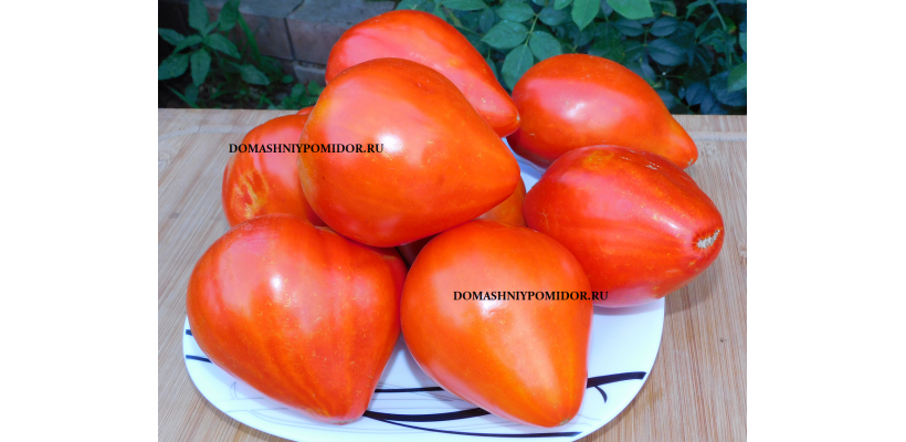 Сердце Медведя ( Corazon de Oso, Испания)