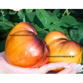 Солнечный Вечер