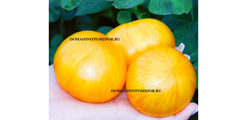 Соняшники ( Soņašņiki, Латвия)