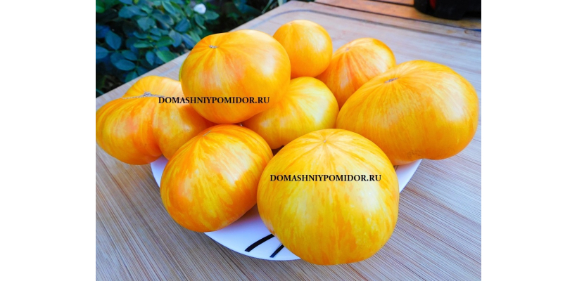 Соняшники ( Soņašņiki, Латвия)