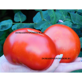 Ташкентская Семейная Реликвия ( Tashkent Heirloom, США)