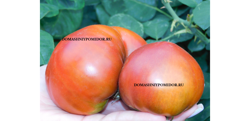 Завирель