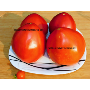 Жалын Сердцевидный ( Казахстан)