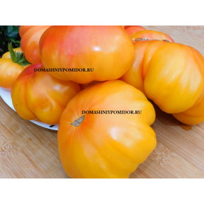 Звезда Курляндии ( Kurzemes Zvaigzne, Латвия)