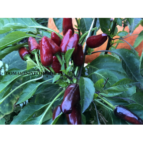 Турецкий Цветок ( Turkish Flower Biber, Канада)