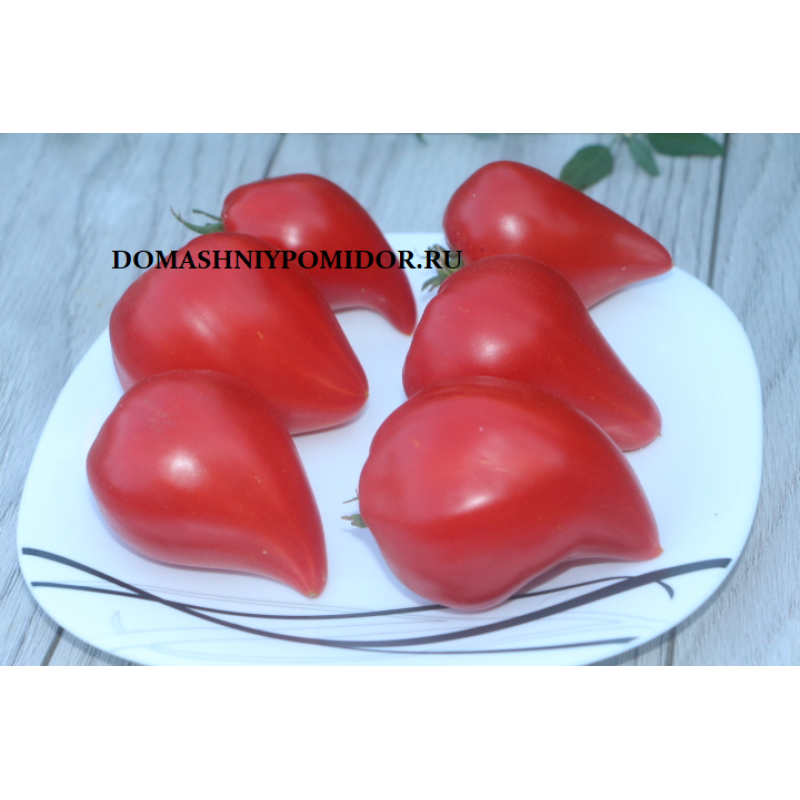 томат заилийский алатау