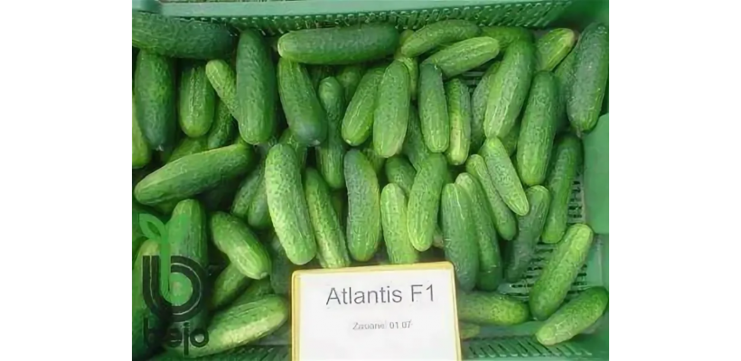 Атлантис F1 семена огурца ( Производство Bejo, Голландия )