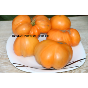 Оранжевый Гигант Меннонитов ( Orange Mennonite Giant, США) 