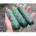 Ализар F1 семена огурца ( Joy Seeds, Испания)
