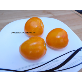 Гном Оранжевое Совершенство Песака ( Dwarf Orange Perfection Pesak's, США)