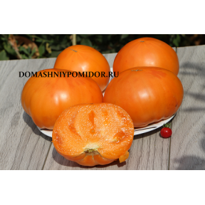 Да Чило Оранжевый ( Da Chilo Orange, США)