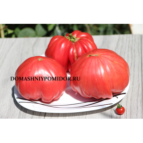 Болгарская роза (Bulgarian Rose, США)