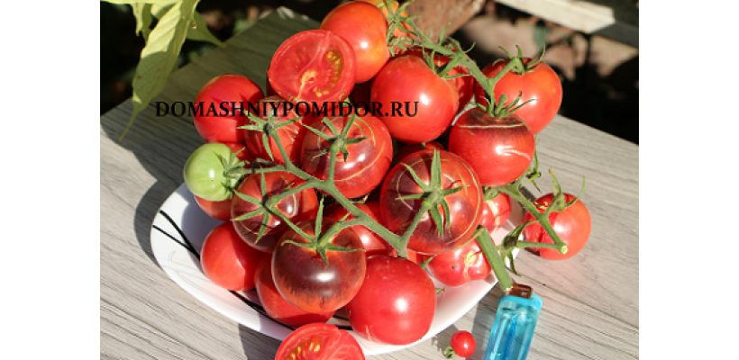 Коллекция томатов- Томаты коктейльного типа
