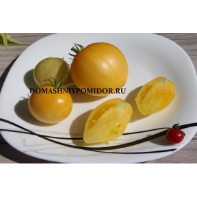 Гном Лимонный лёд ( Dwarf Lemon Ice, Австралия, США )