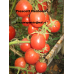 Коллекция томатов- Томаты коктейльного типа