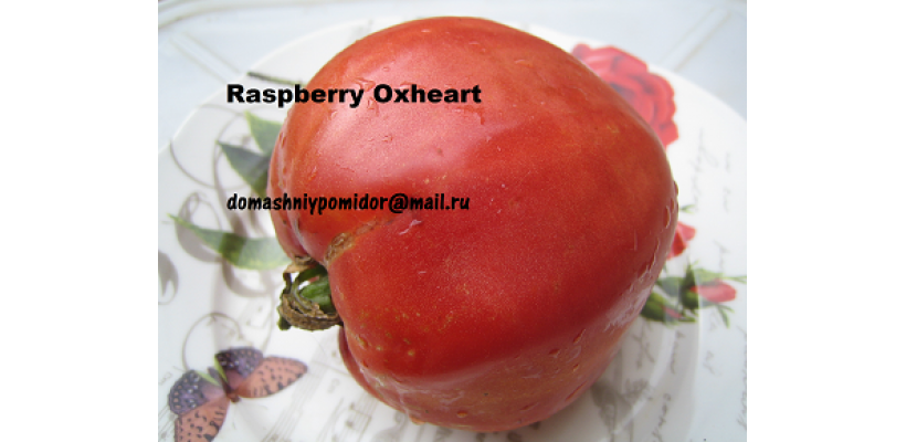Малиновое Бычье Сердце ( Raspberry Oxheart, США)