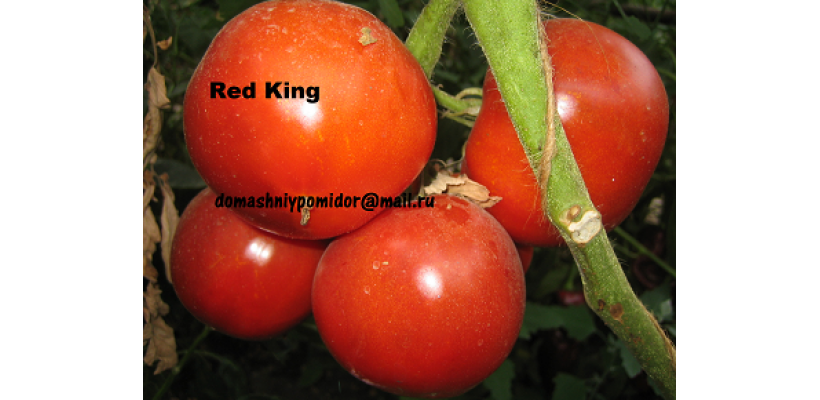 Красный Король ( Red King, Англия)