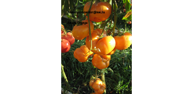 Амана Оранжевый ( Amana Orange, США)