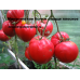 Коллекция томатов- Минусинские сорта