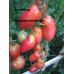 Коллекция томатов- Засолочные сорта