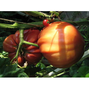 Северное Бычье сердце ( Upstate Oxhear Tomato, США)