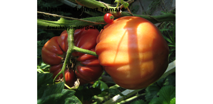 Северное Бычье сердце ( Upstate Oxhear Tomato, США)